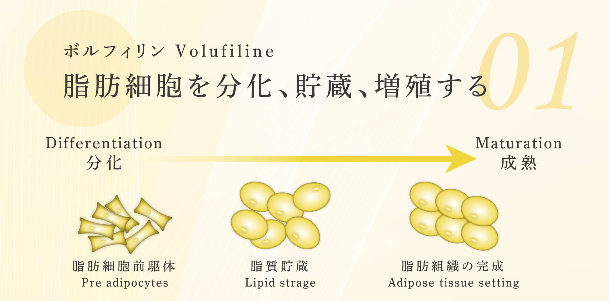 「ボルフィリン Volufiline」脂肪細胞を分化、貯蔵、増殖する